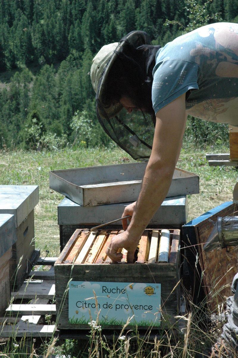 La ruche Citron de provence
