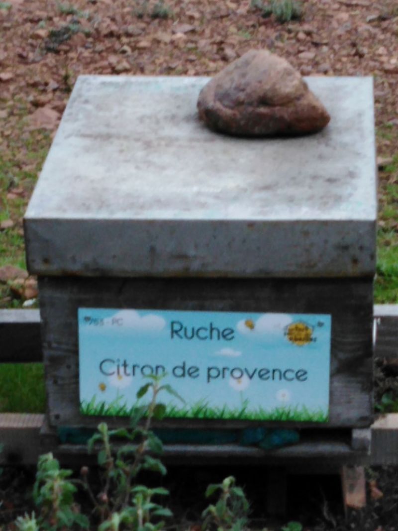 La ruche Citron de provence