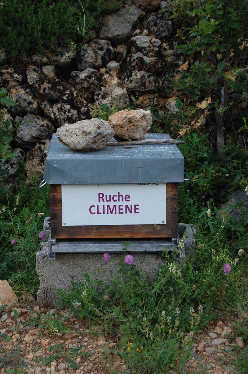 La ruche Climene