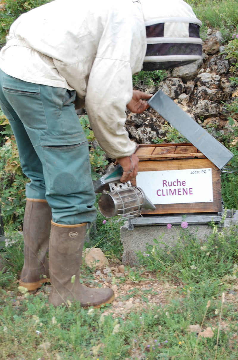 La ruche Climene