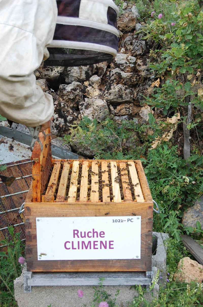 La ruche Climene