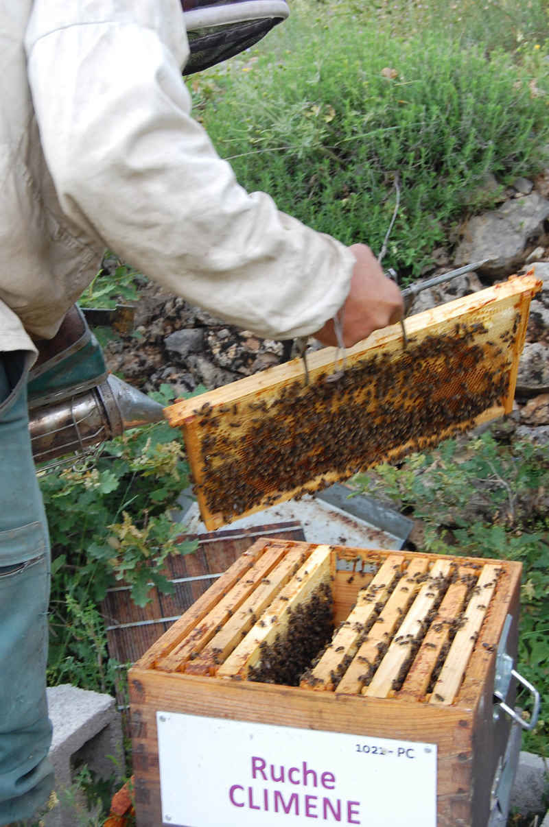 La ruche Climene
