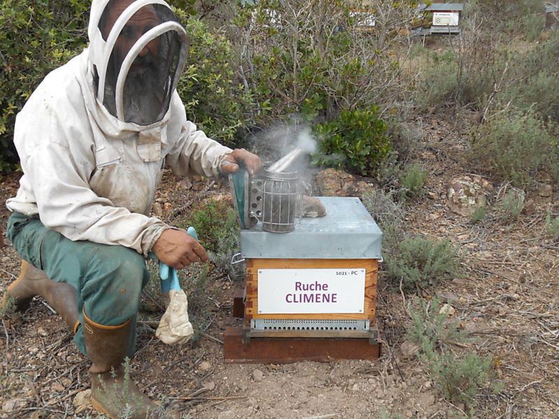 La ruche Climene