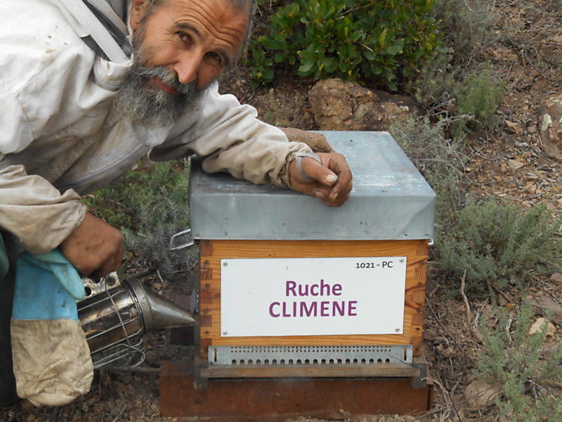 La ruche Climene