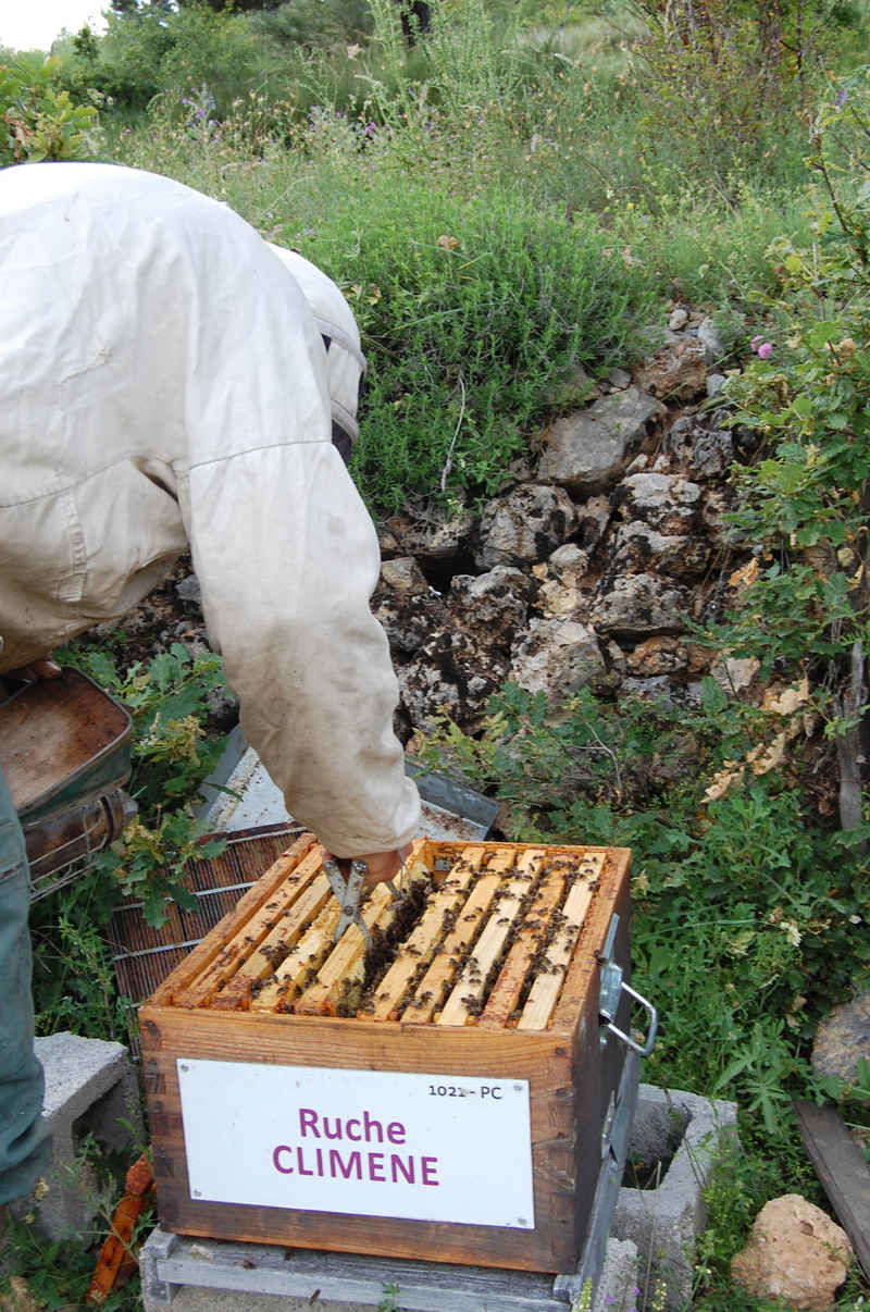 La ruche Climene