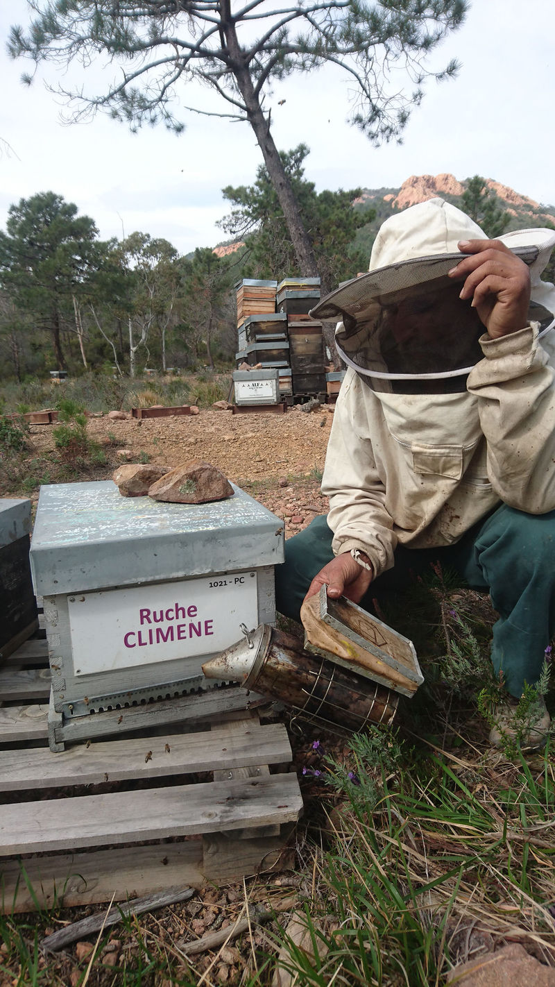 La ruche Climene