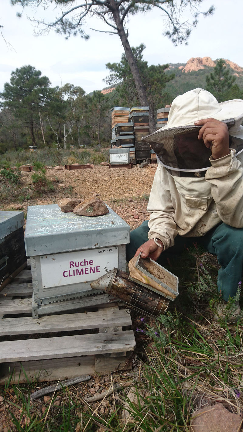 La ruche Climene