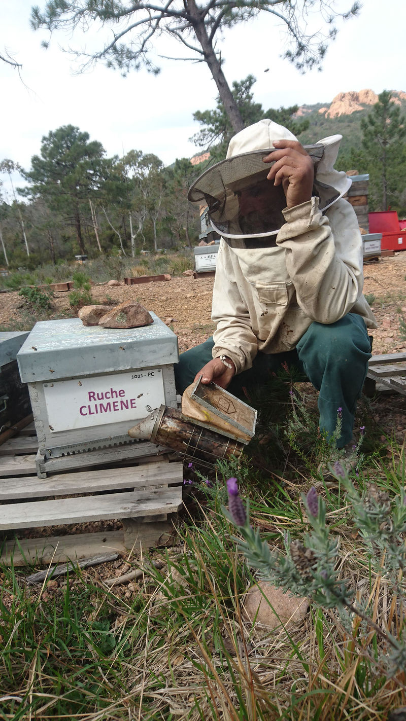 La ruche Climene