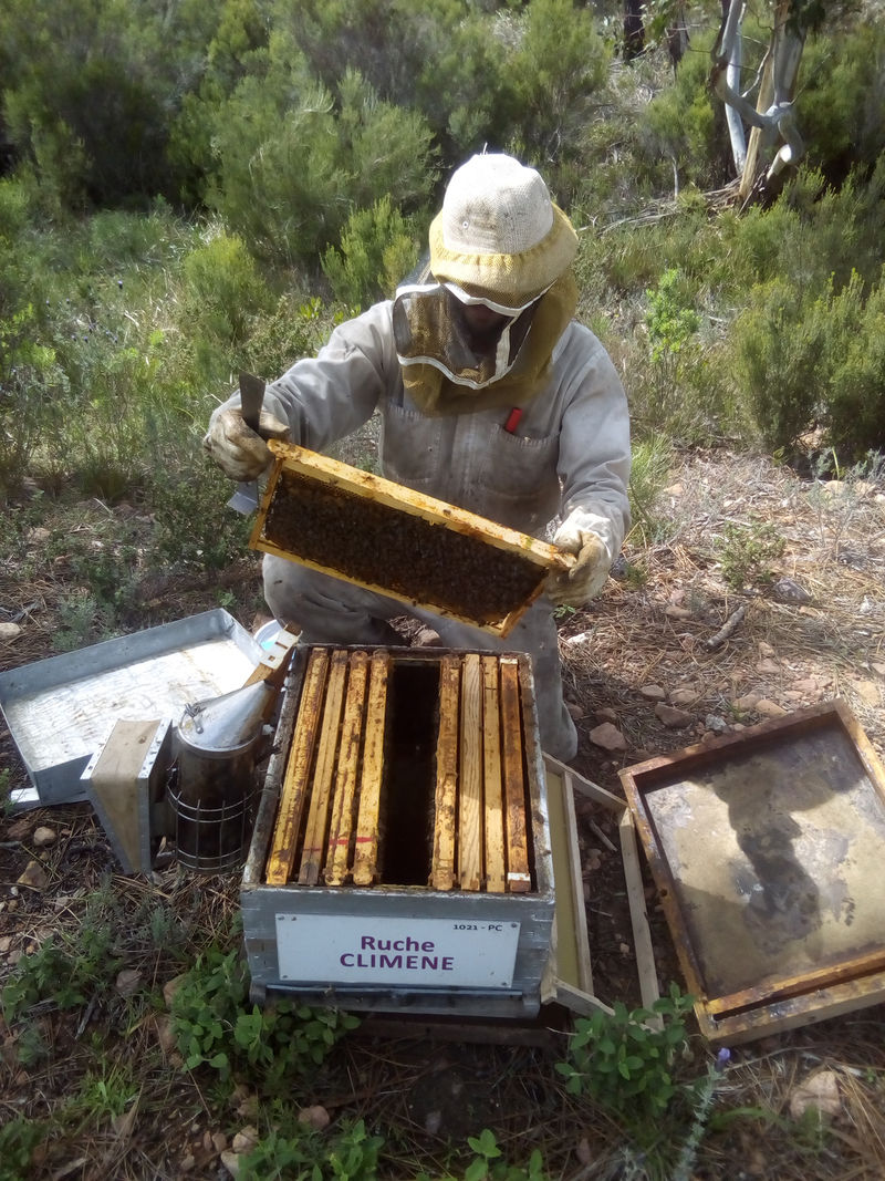 La ruche Climene