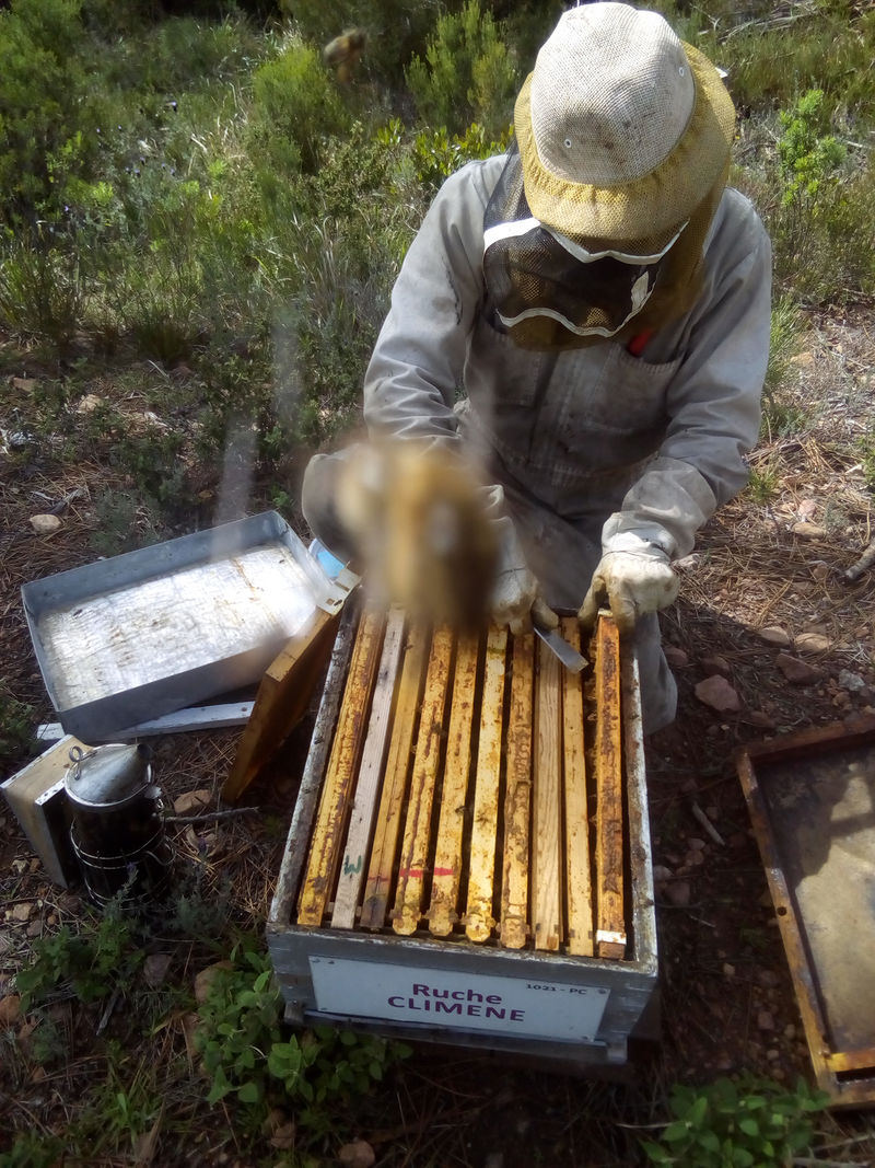 La ruche Climene