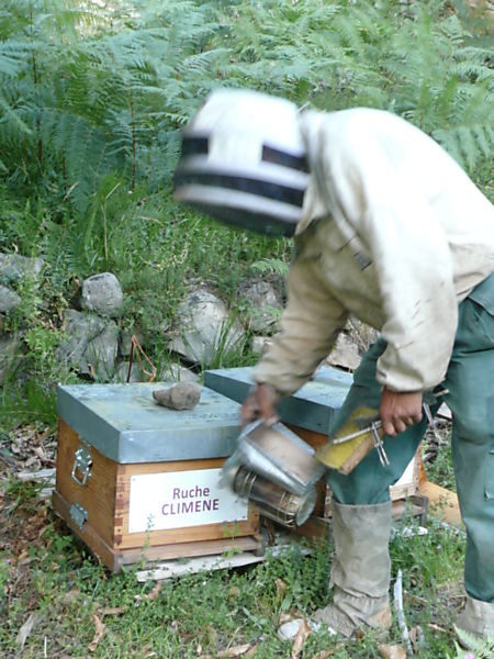 La ruche Climene