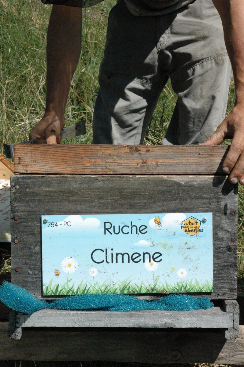 La ruche Climene