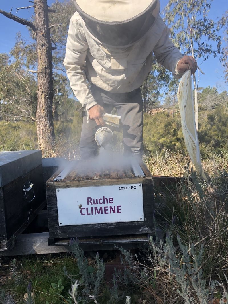 La ruche Climene