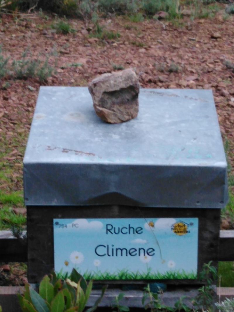 La ruche Climene