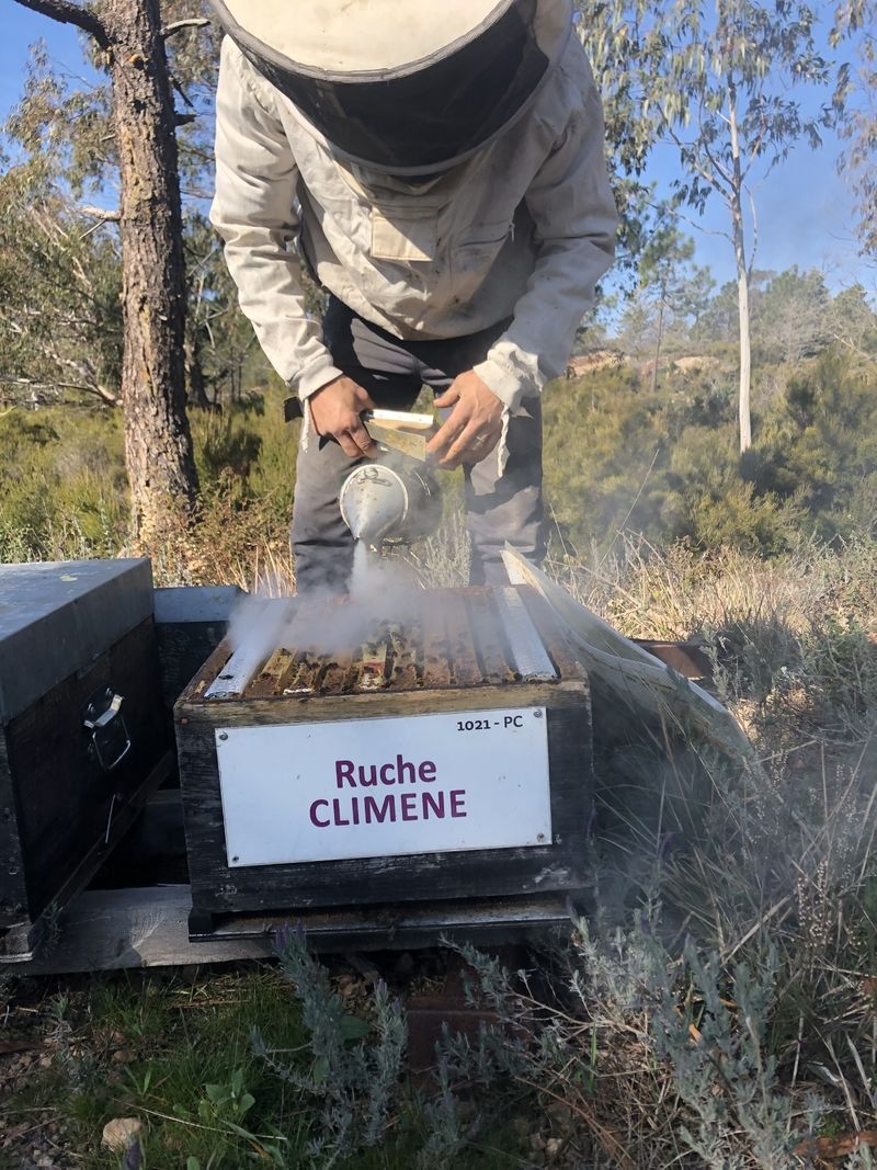 La ruche Climene