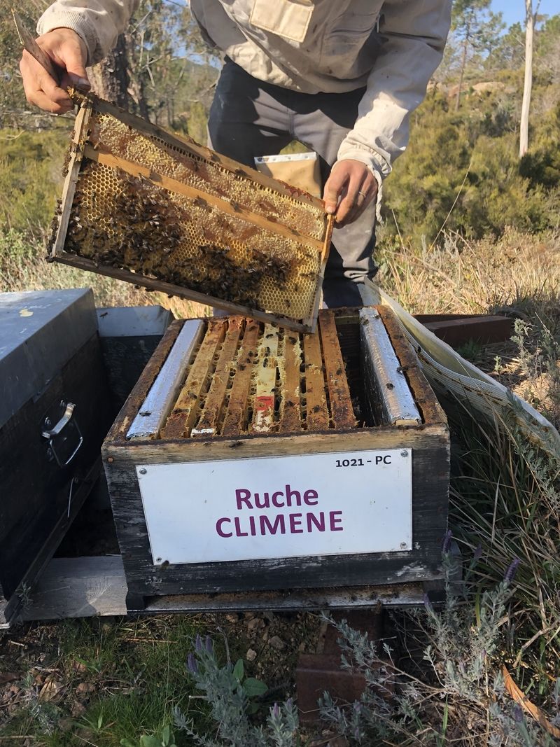 La ruche Climene