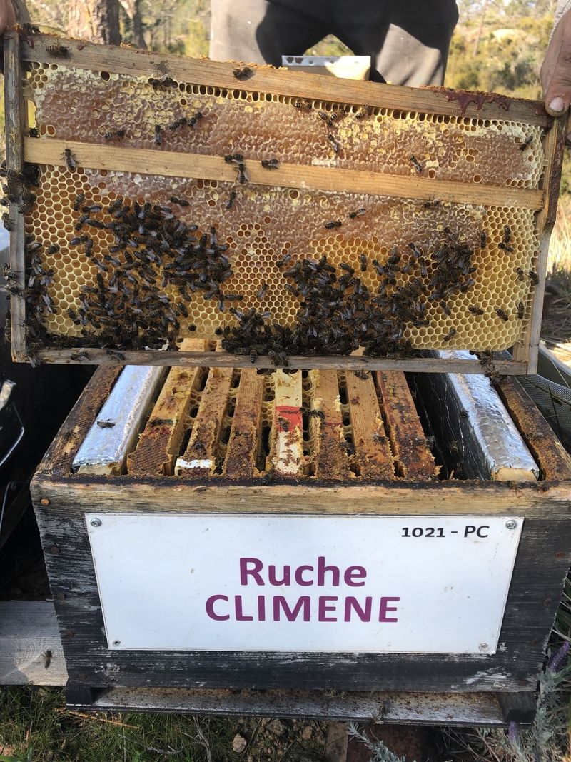 La ruche Climene