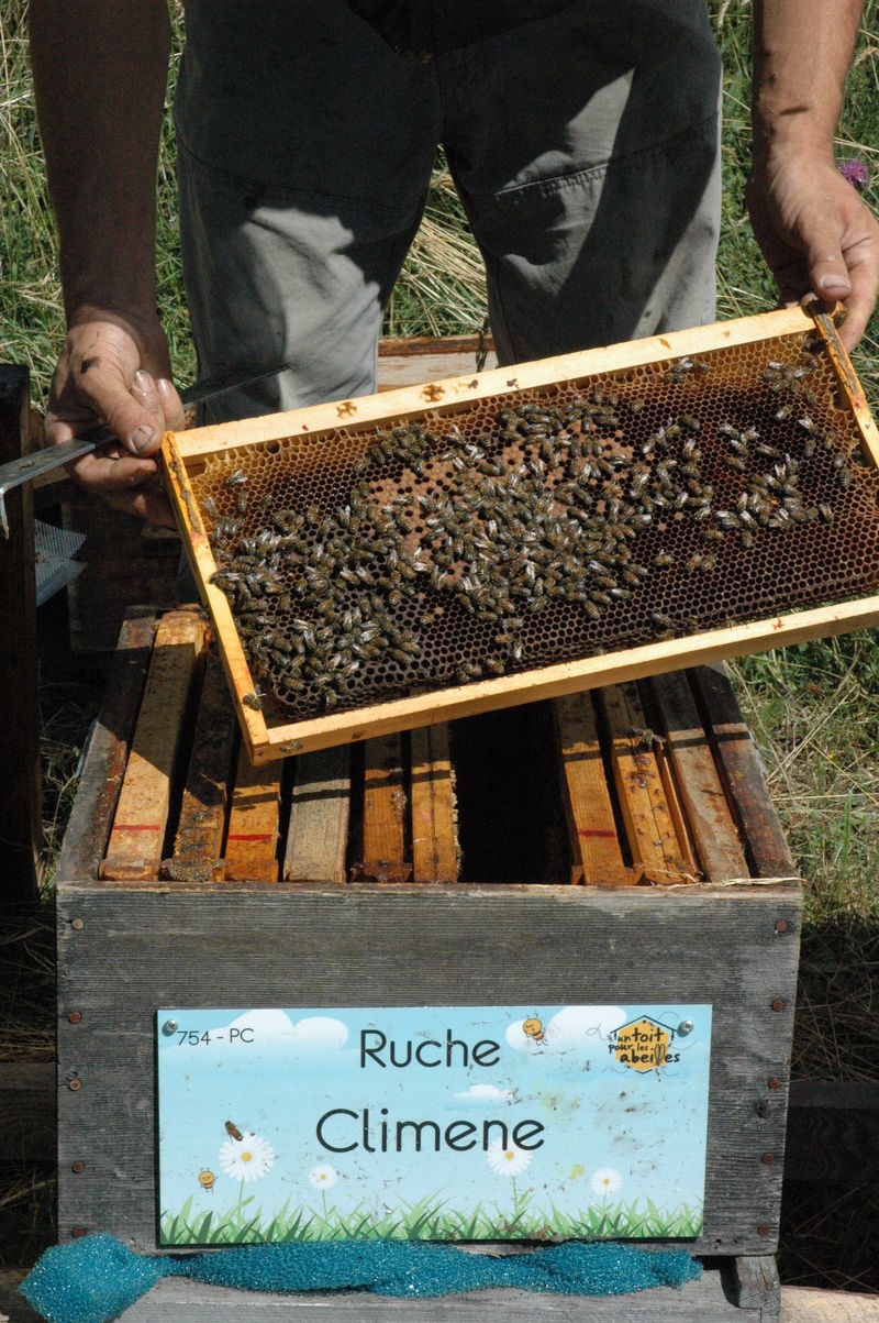 La ruche Climene
