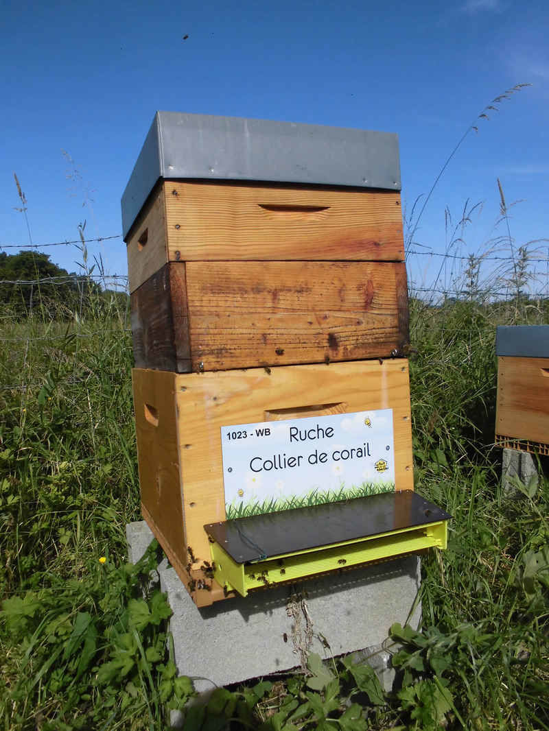 La ruche Collier de corail