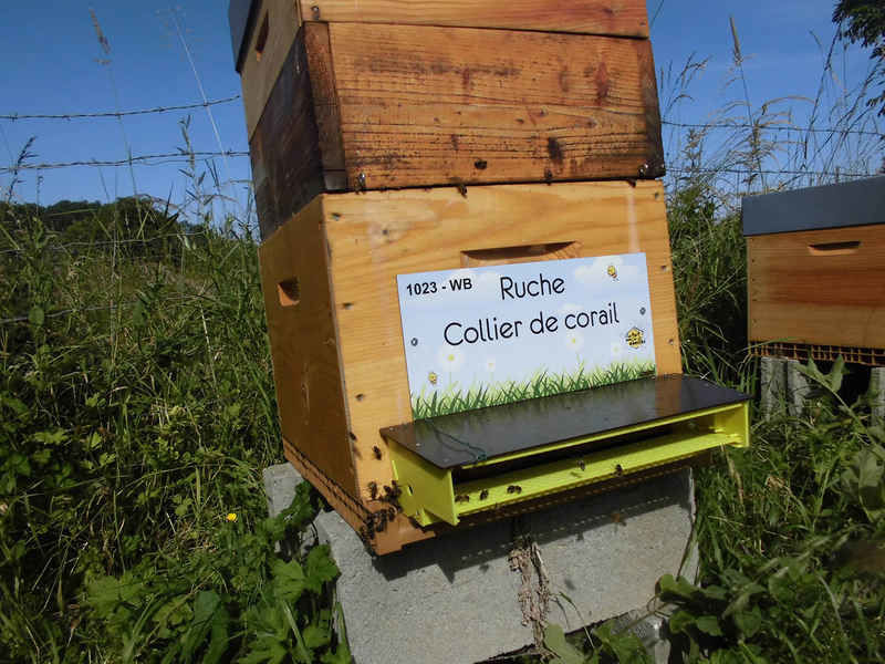 La ruche Collier de corail