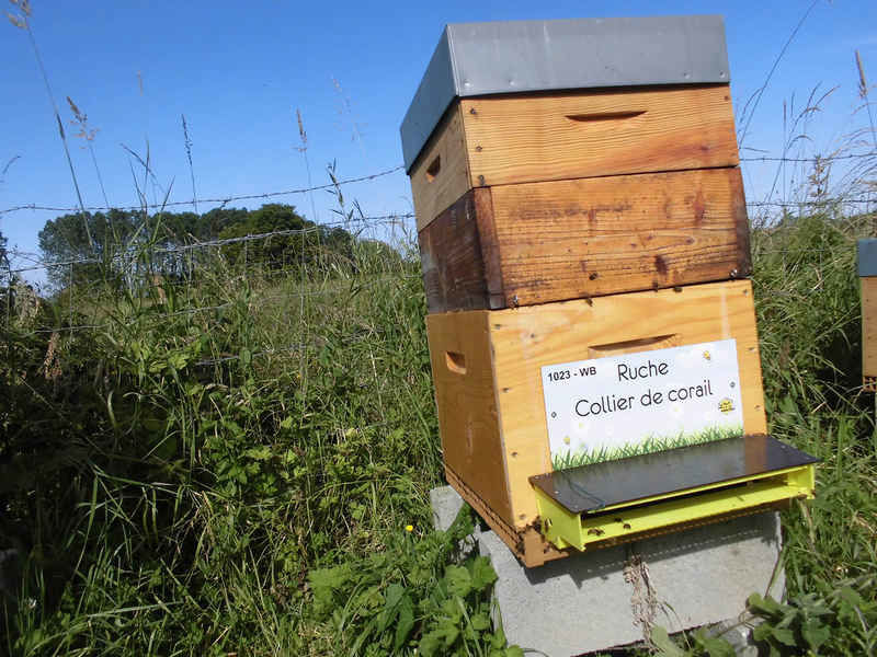 La ruche Collier de corail