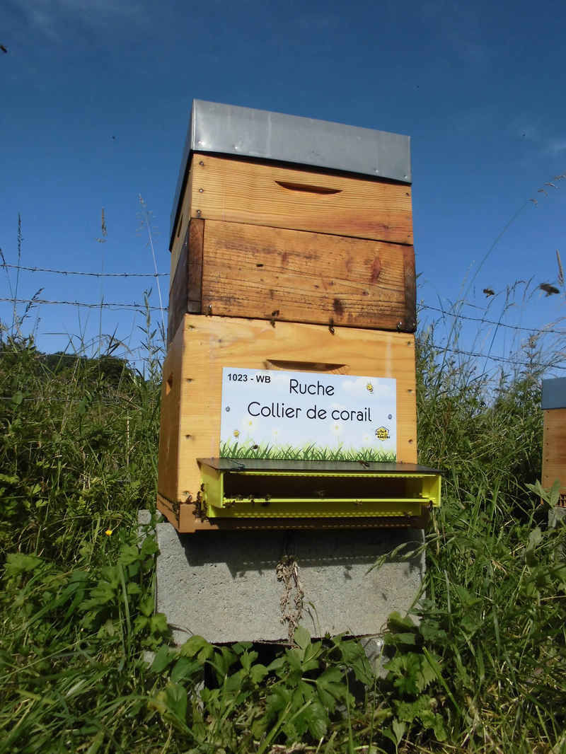La ruche Collier de corail