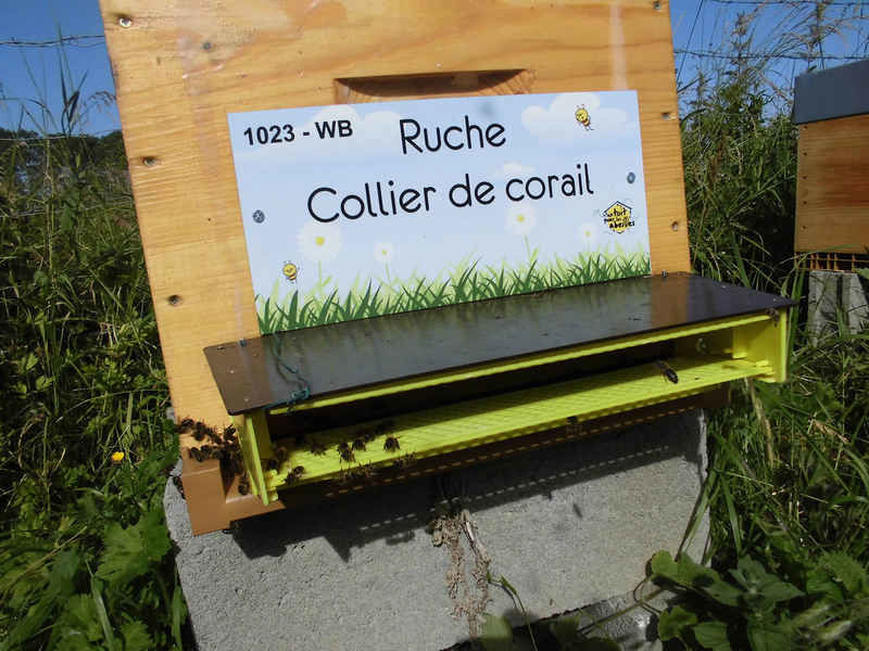 La ruche Collier de corail