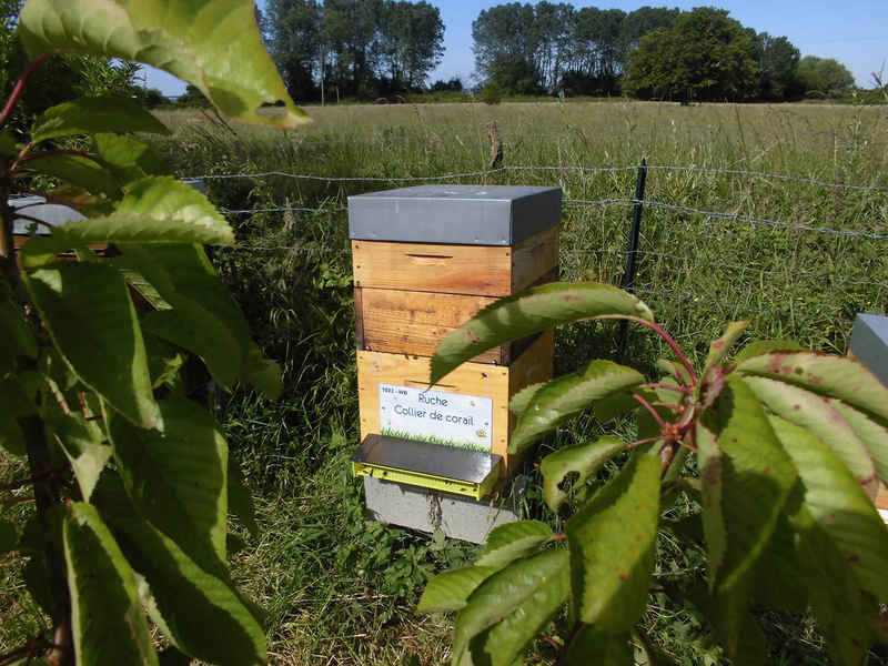La ruche Collier de corail