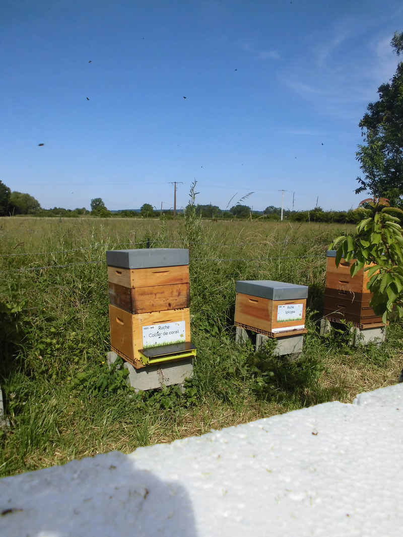 La ruche Collier de corail
