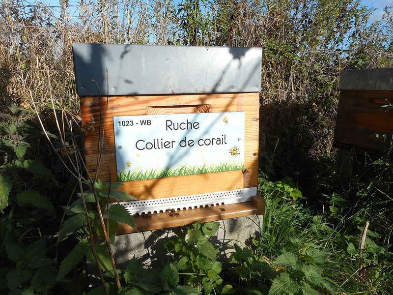 La ruche Collier de corail