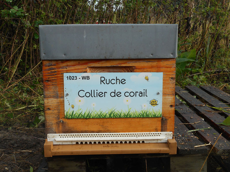 La ruche Collier de corail