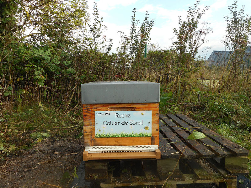 La ruche Collier de corail