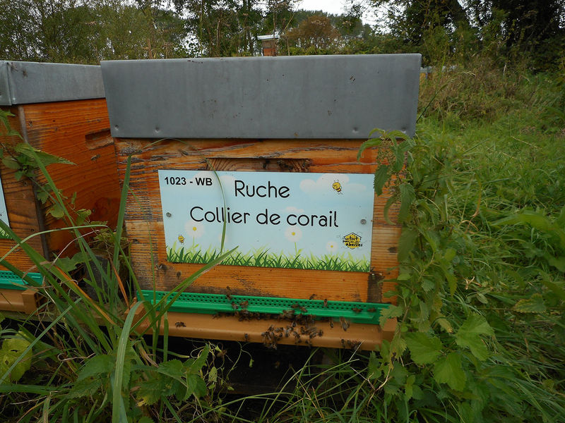 La ruche Collier de corail