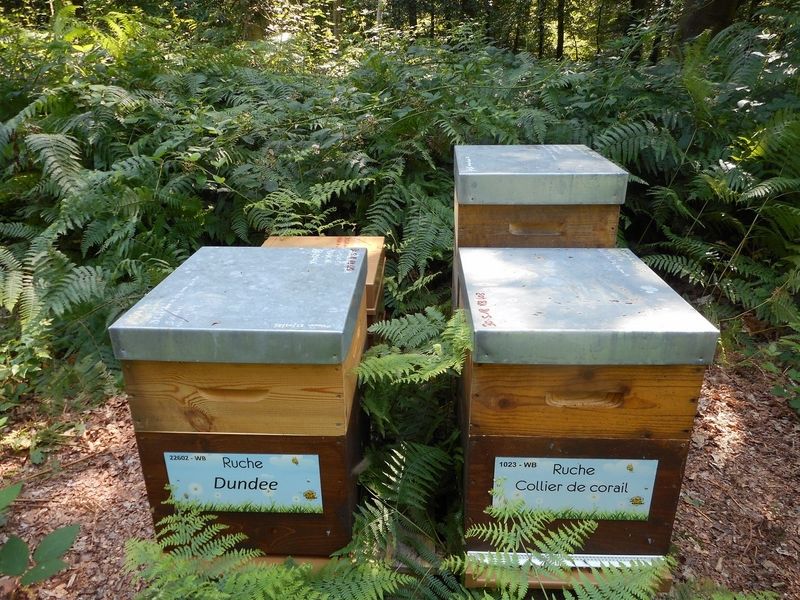 La ruche Collier de corail