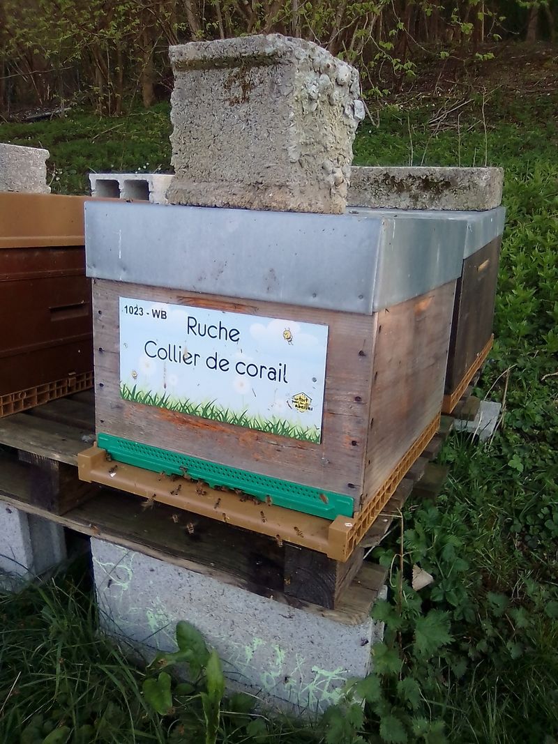 La ruche Collier de corail