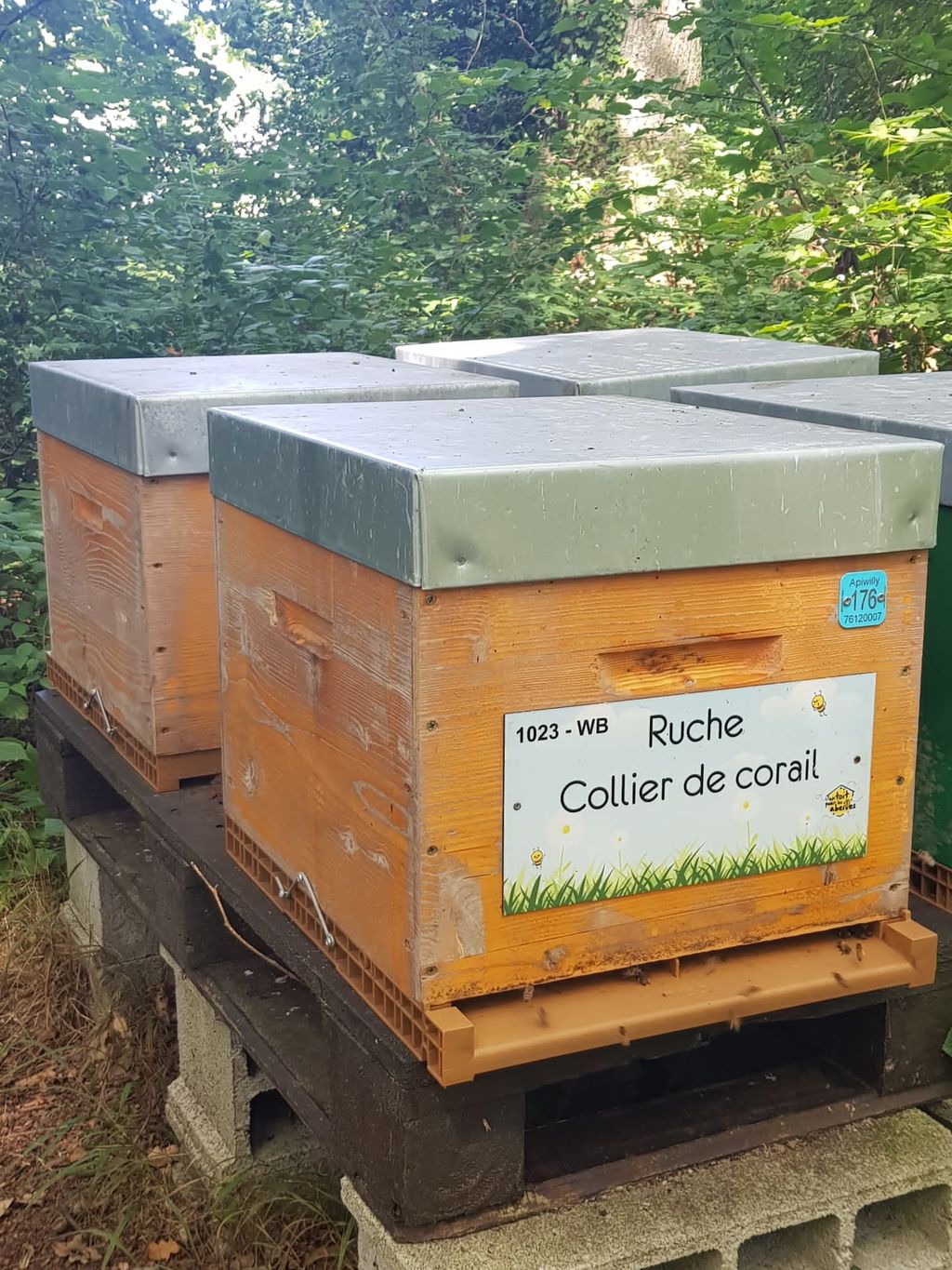 La ruche Collier de corail