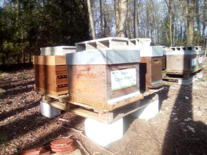 La ruche Collier de corail