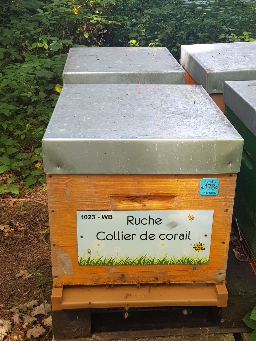 La ruche Collier de corail