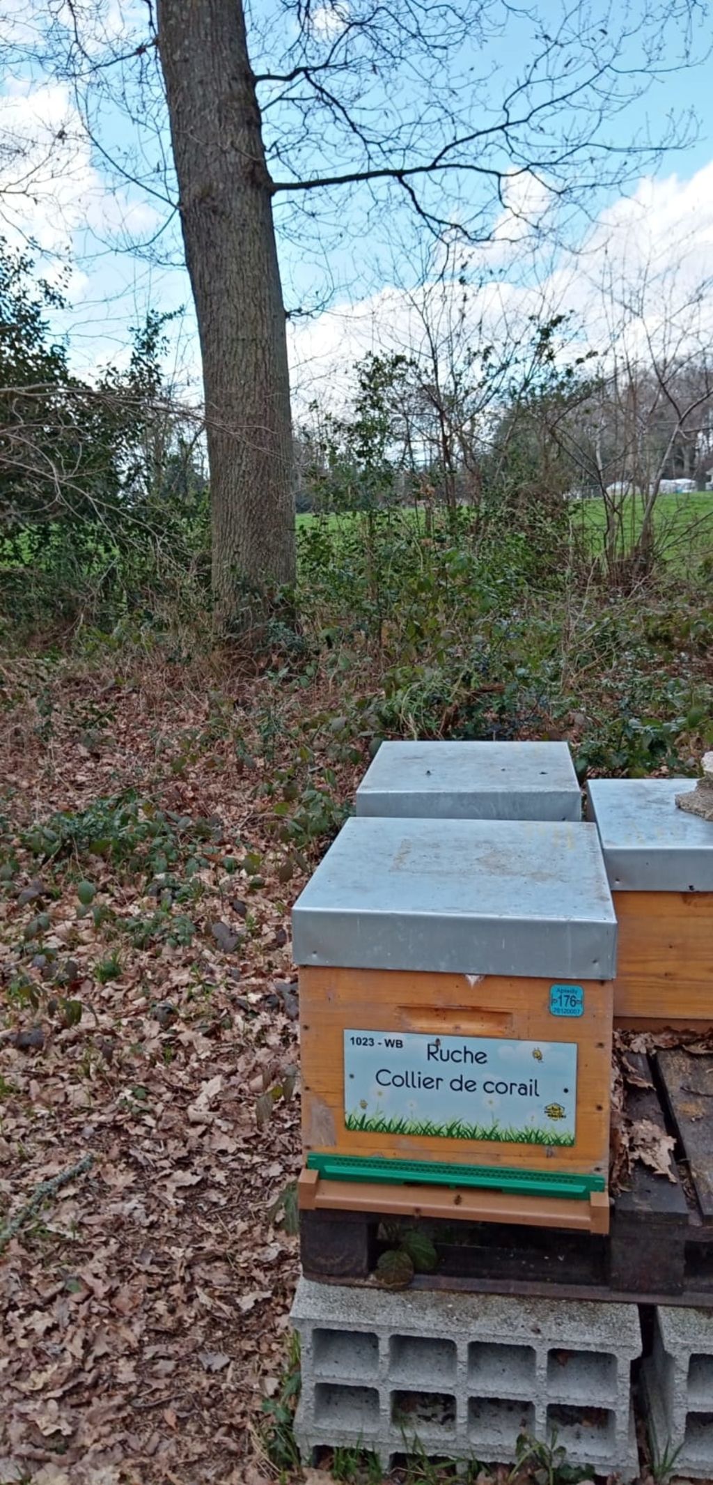 La ruche Collier de corail