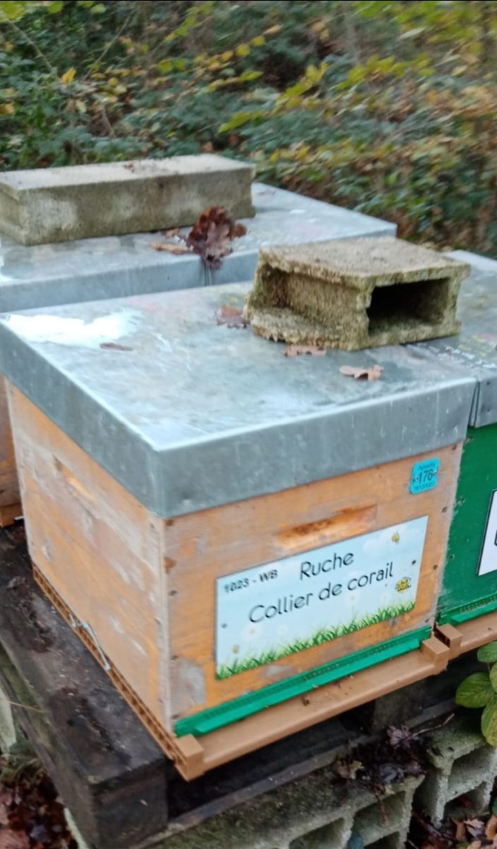 La ruche Collier de corail