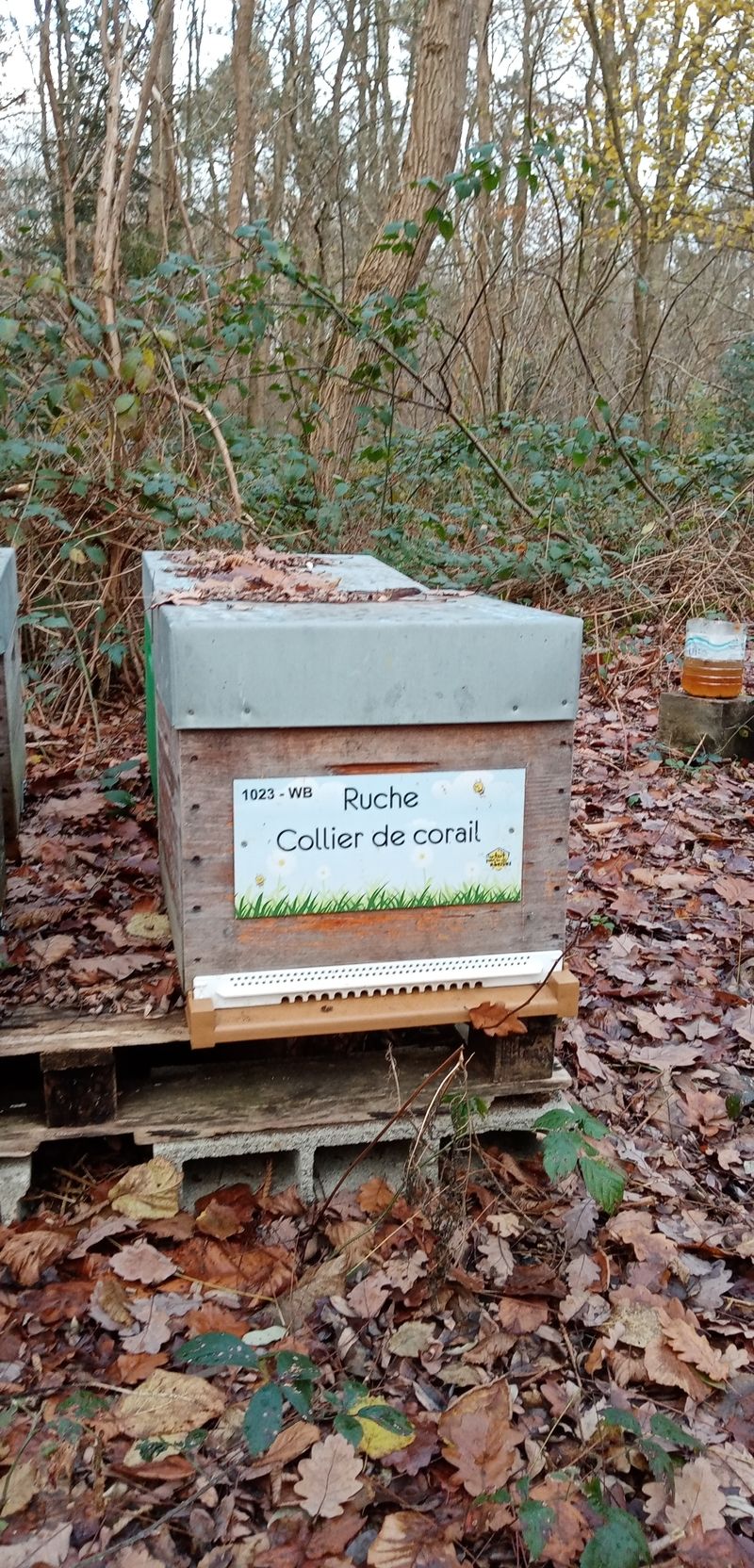 La ruche Collier de corail