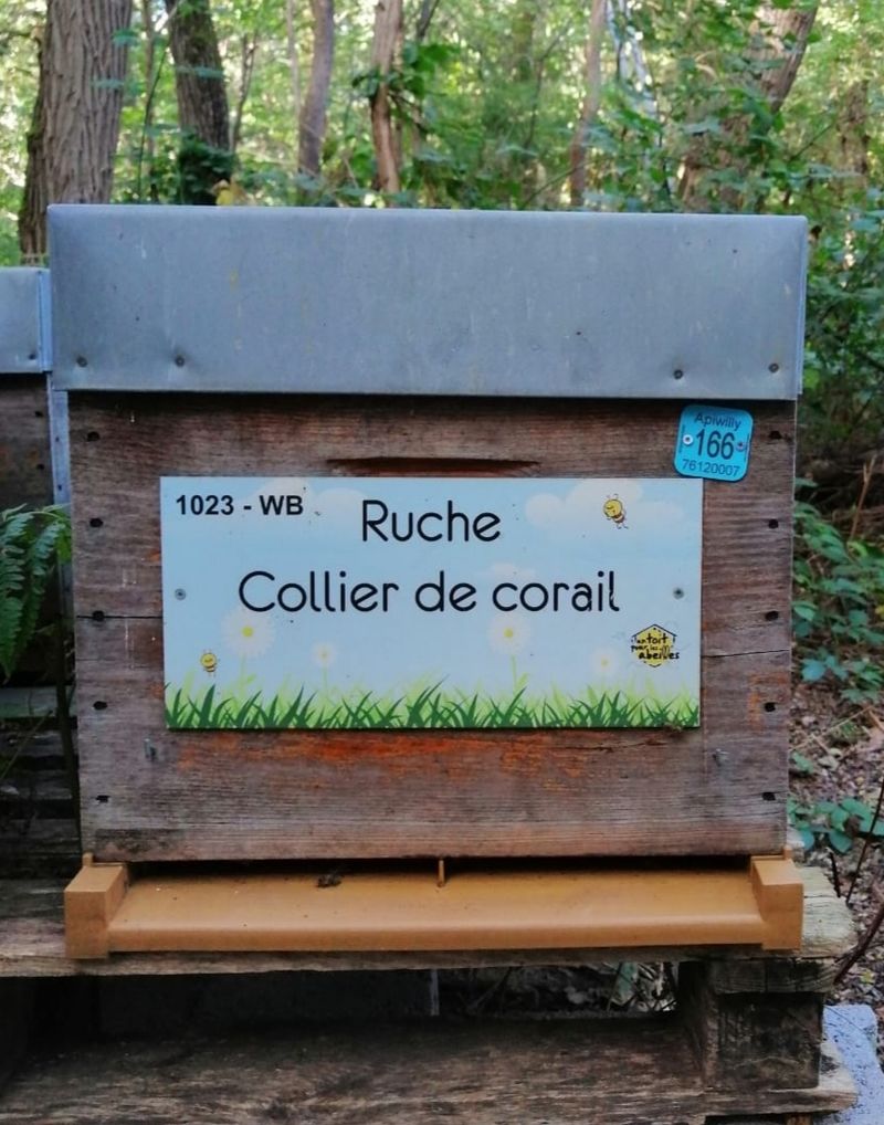 La ruche Collier de corail