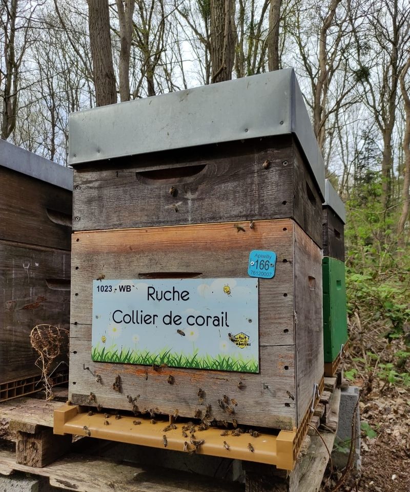La ruche Collier de corail