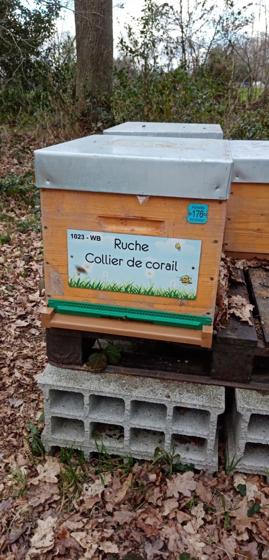 La ruche Collier de corail