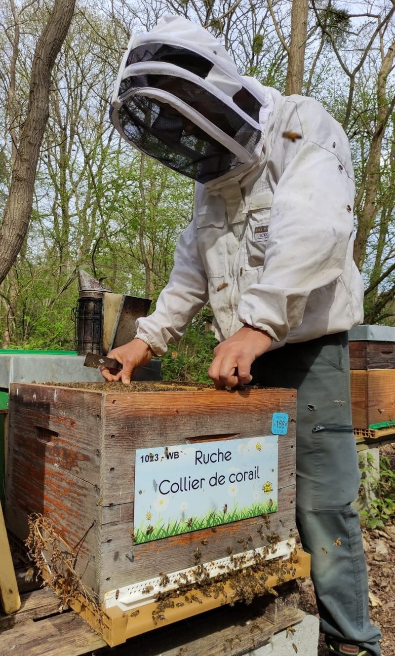 La ruche Collier de corail