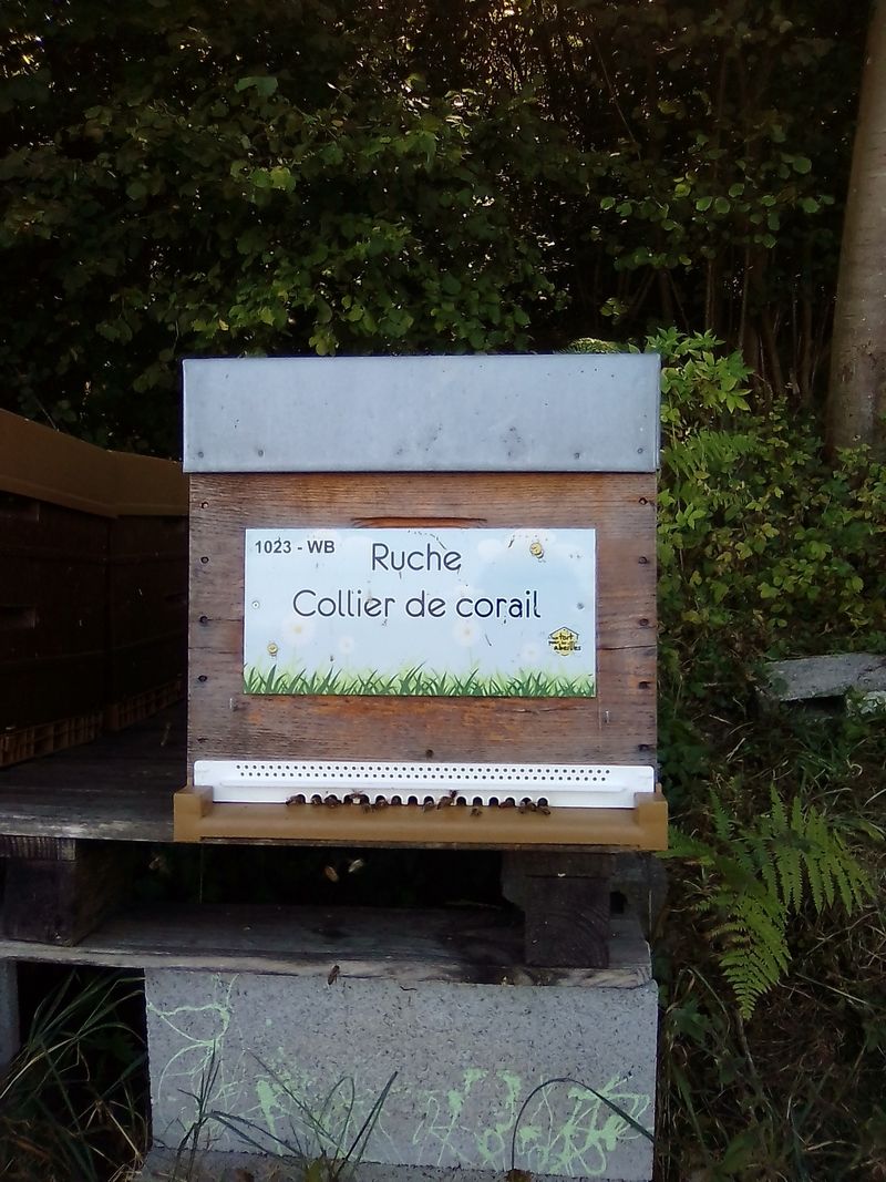 La ruche Collier de corail