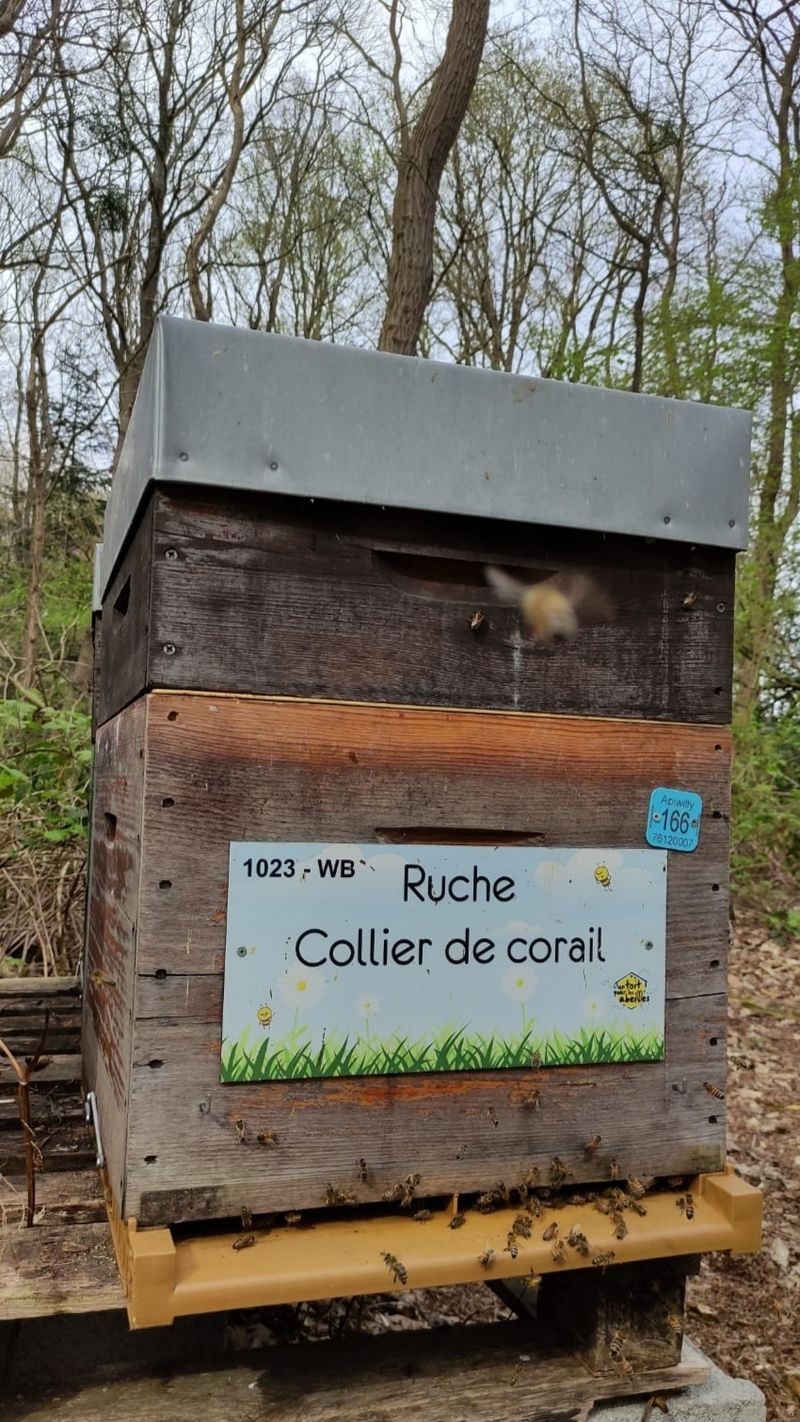 La ruche Collier de corail