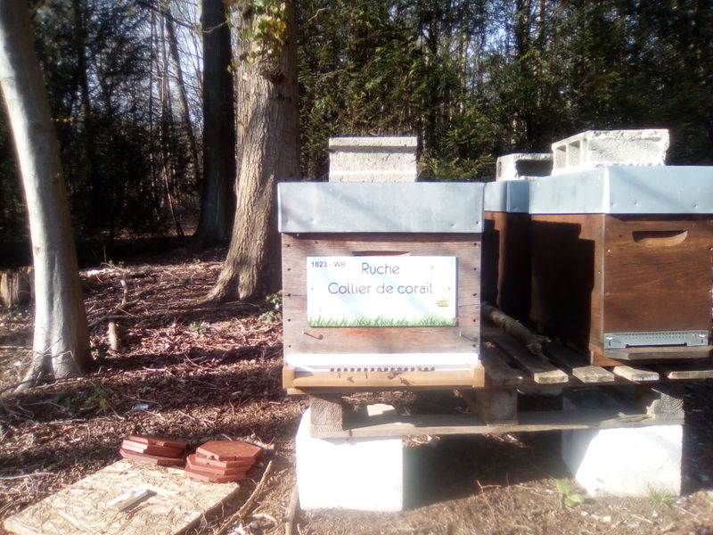 La ruche Collier de corail
