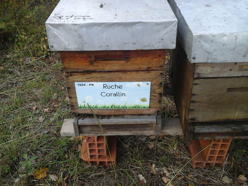 La ruche Corallin