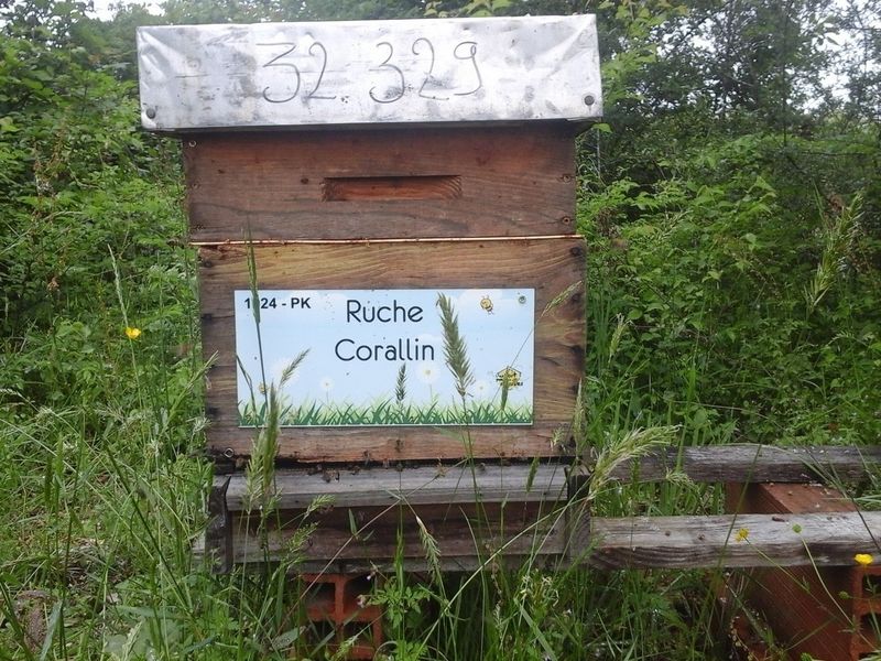 La ruche Corallin